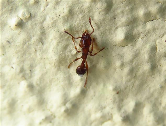 Myrmica sp.  (Formicidae Myrmicinae)